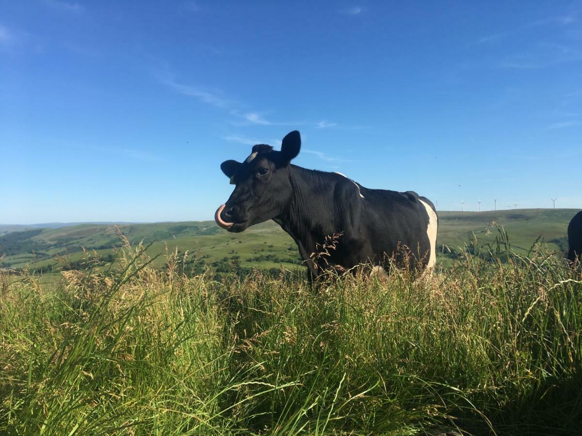 Holiday home Healing Pastures Farm Llanbrynmair